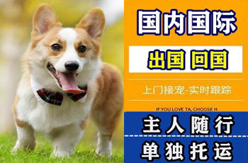 房山区宠物托运公司房山区宠物托运公司房山区宠物托运公司